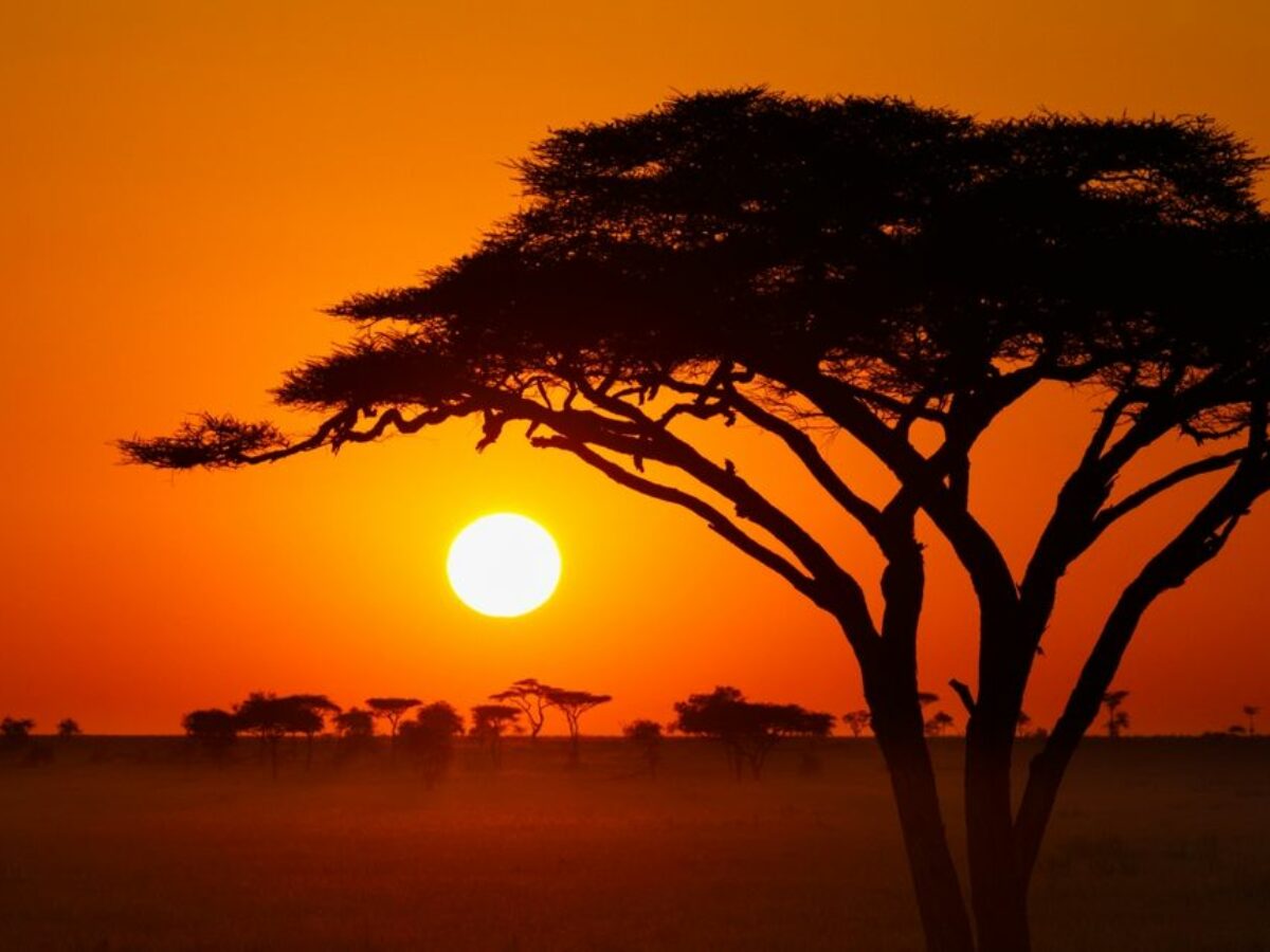 Protégé : Afrique